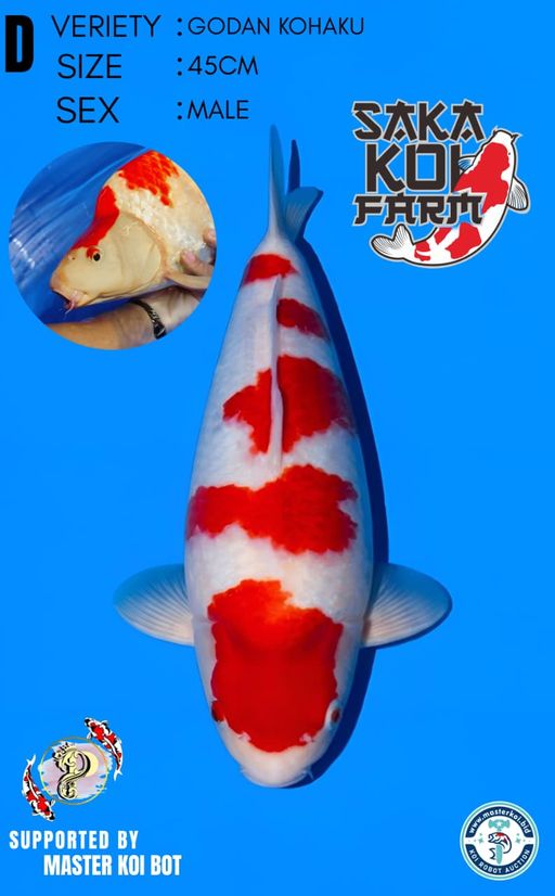 Lelang Koi Online, Jual Beli Ikan Koi, Pusat Jual Beli Koi, Info Lelang Koi Hari Ini, Platform Jual Beli Koi, Jual Beli Ikan Koi Online, Marketplace Ikan Koi, Jual Koi Terbaik, Tempat Beli Koi Berkualitas, Pasar Ikan Koi Online Terpercaya, Penjual Ikan Koi Terpercaya, Beli Koi Hias Online, Ikan Koi untuk Dijual, Koi Kualitas Terbaik, Toko Online Ikan Koi, Koi Hias Untuk Dijual, Jual Beli Ikan Koi Lokal, Koi Indonesia Online, Pusat Jual Beli Koi Terbesar