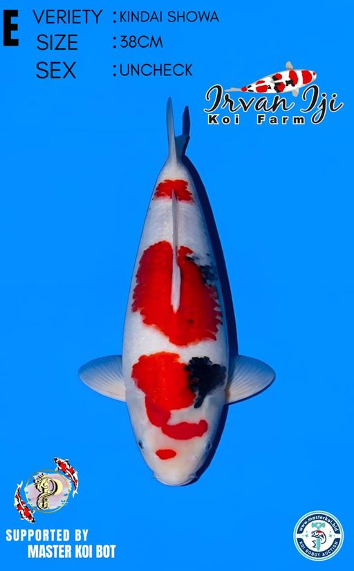 Lelang Koi Online, Jual Beli Ikan Koi, Pusat Jual Beli Koi, Info Lelang Koi Hari Ini, Platform Jual Beli Koi, Jual Beli Ikan Koi Online, Marketplace Ikan Koi, Jual Koi Terbaik, Tempat Beli Koi Berkualitas, Pasar Ikan Koi Online Terpercaya, Penjual Ikan Koi Terpercaya, Beli Koi Hias Online, Ikan Koi untuk Dijual, Koi Kualitas Terbaik, Toko Online Ikan Koi, Koi Hias Untuk Dijual, Jual Beli Ikan Koi Lokal, Koi Indonesia Online, Pusat Jual Beli Koi Terbesar