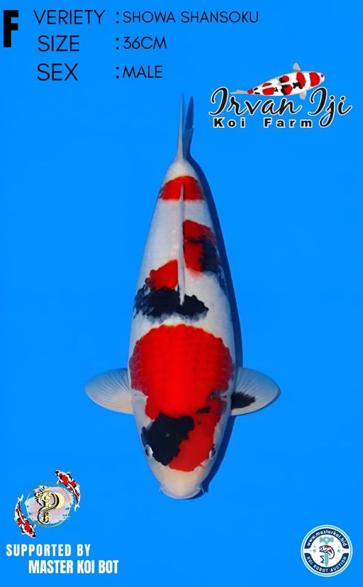 Lelang Koi Online, Jual Beli Ikan Koi, Pusat Jual Beli Koi, Info Lelang Koi Hari Ini, Platform Jual Beli Koi, Jual Beli Ikan Koi Online, Marketplace Ikan Koi, Jual Koi Terbaik, Tempat Beli Koi Berkualitas, Pasar Ikan Koi Online Terpercaya, Penjual Ikan Koi Terpercaya, Beli Koi Hias Online, Ikan Koi untuk Dijual, Koi Kualitas Terbaik, Toko Online Ikan Koi, Koi Hias Untuk Dijual, Jual Beli Ikan Koi Lokal, Koi Indonesia Online, Pusat Jual Beli Koi Terbesar