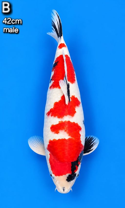 B. KINDAI SHOWA 42cm...