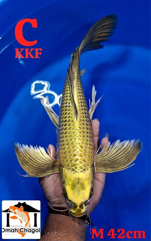 C. KUMPAY GOLD MUKAS...