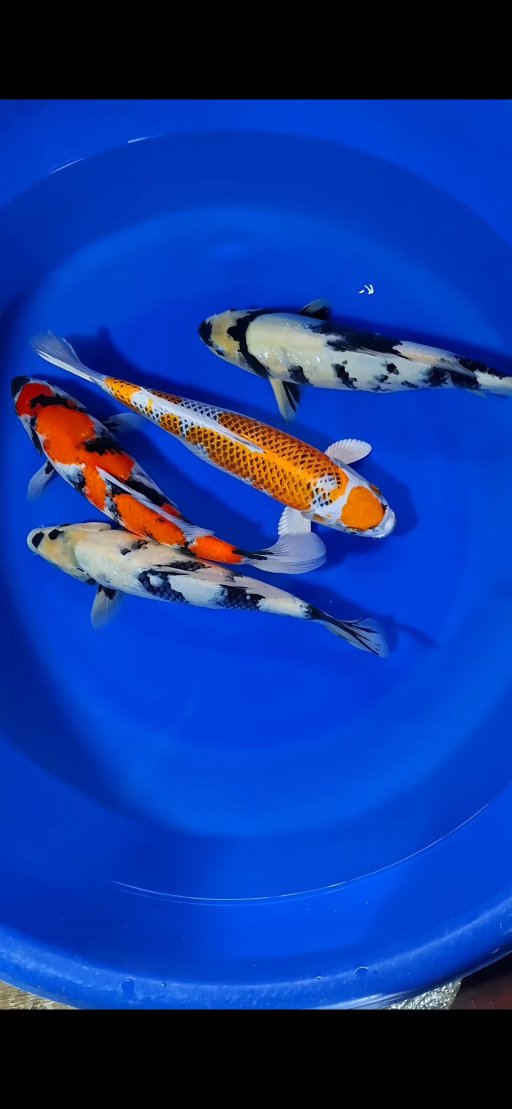 Lelang Koi Online, Jual Beli Ikan Koi, Pusat Jual Beli Koi, Info Lelang Koi Hari Ini, Platform Jual Beli Koi, Jual Beli Ikan Koi Online, Marketplace Ikan Koi, Jual Koi Terbaik, Tempat Beli Koi Berkualitas, Pasar Ikan Koi Online Terpercaya, Penjual Ikan Koi Terpercaya, Beli Koi Hias Online, Ikan Koi untuk Dijual, Koi Kualitas Terbaik, Toko Online Ikan Koi, Koi Hias Untuk Dijual, Jual Beli Ikan Koi Lokal, Koi Indonesia Online, Pusat Jual Beli Koi Terbesar