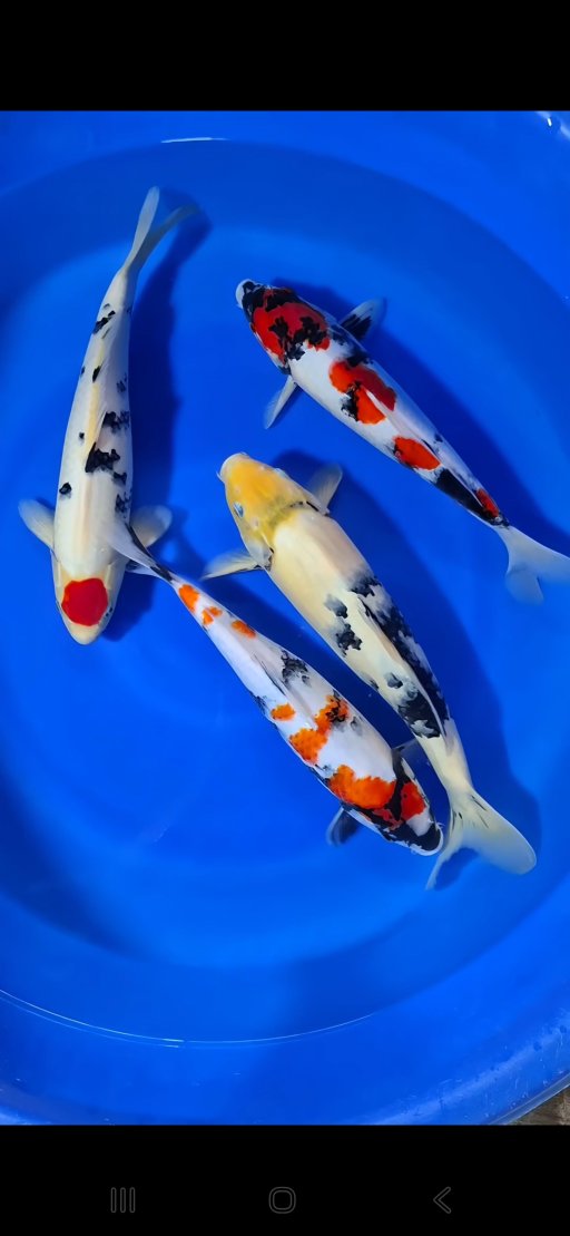 Lelang Koi Online, Jual Beli Ikan Koi, Pusat Jual Beli Koi, Info Lelang Koi Hari Ini, Platform Jual Beli Koi, Jual Beli Ikan Koi Online, Marketplace Ikan Koi, Jual Koi Terbaik, Tempat Beli Koi Berkualitas, Pasar Ikan Koi Online Terpercaya, Penjual Ikan Koi Terpercaya, Beli Koi Hias Online, Ikan Koi untuk Dijual, Koi Kualitas Terbaik, Toko Online Ikan Koi, Koi Hias Untuk Dijual, Jual Beli Ikan Koi Lokal, Koi Indonesia Online, Pusat Jual Beli Koi Terbesar