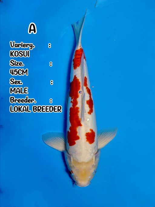 Lelang Koi Online, Jual Beli Ikan Koi, Pusat Jual Beli Koi, Info Lelang Koi Hari Ini, Platform Jual Beli Koi, Jual Beli Ikan Koi Online, Marketplace Ikan Koi, Jual Koi Terbaik, Tempat Beli Koi Berkualitas, Pasar Ikan Koi Online Terpercaya, Penjual Ikan Koi Terpercaya, Beli Koi Hias Online, Ikan Koi untuk Dijual, Koi Kualitas Terbaik, Toko Online Ikan Koi, Koi Hias Untuk Dijual, Jual Beli Ikan Koi Lokal, Koi Indonesia Online, Pusat Jual Beli Koi Terbesar