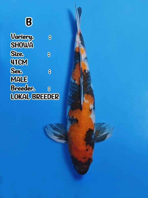 Lelang Koi Online, Jual Beli Ikan Koi, Pusat Jual Beli Koi, Info Lelang Koi Hari Ini, Platform Jual Beli Koi, Jual Beli Ikan Koi Online, Marketplace Ikan Koi, Jual Koi Terbaik, Tempat Beli Koi Berkualitas, Pasar Ikan Koi Online Terpercaya, Penjual Ikan Koi Terpercaya, Beli Koi Hias Online, Ikan Koi untuk Dijual, Koi Kualitas Terbaik, Toko Online Ikan Koi, Koi Hias Untuk Dijual, Jual Beli Ikan Koi Lokal, Koi Indonesia Online, Pusat Jual Beli Koi Terbesar