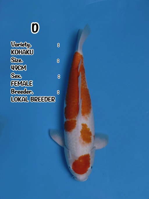 Lelang Koi Online, Jual Beli Ikan Koi, Pusat Jual Beli Koi, Info Lelang Koi Hari Ini, Platform Jual Beli Koi, Jual Beli Ikan Koi Online, Marketplace Ikan Koi, Jual Koi Terbaik, Tempat Beli Koi Berkualitas, Pasar Ikan Koi Online Terpercaya, Penjual Ikan Koi Terpercaya, Beli Koi Hias Online, Ikan Koi untuk Dijual, Koi Kualitas Terbaik, Toko Online Ikan Koi, Koi Hias Untuk Dijual, Jual Beli Ikan Koi Lokal, Koi Indonesia Online, Pusat Jual Beli Koi Terbesar