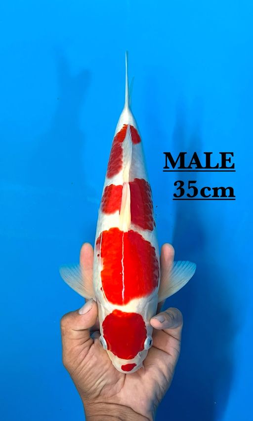 Lelang Koi Online, Jual Beli Ikan Koi, Pusat Jual Beli Koi, Info Lelang Koi Hari Ini, Platform Jual Beli Koi, Jual Beli Ikan Koi Online, Marketplace Ikan Koi, Jual Koi Terbaik, Tempat Beli Koi Berkualitas, Pasar Ikan Koi Online Terpercaya, Penjual Ikan Koi Terpercaya, Beli Koi Hias Online, Ikan Koi untuk Dijual, Koi Kualitas Terbaik, Toko Online Ikan Koi, Koi Hias Untuk Dijual, Jual Beli Ikan Koi Lokal, Koi Indonesia Online, Pusat Jual Beli Koi Terbesar