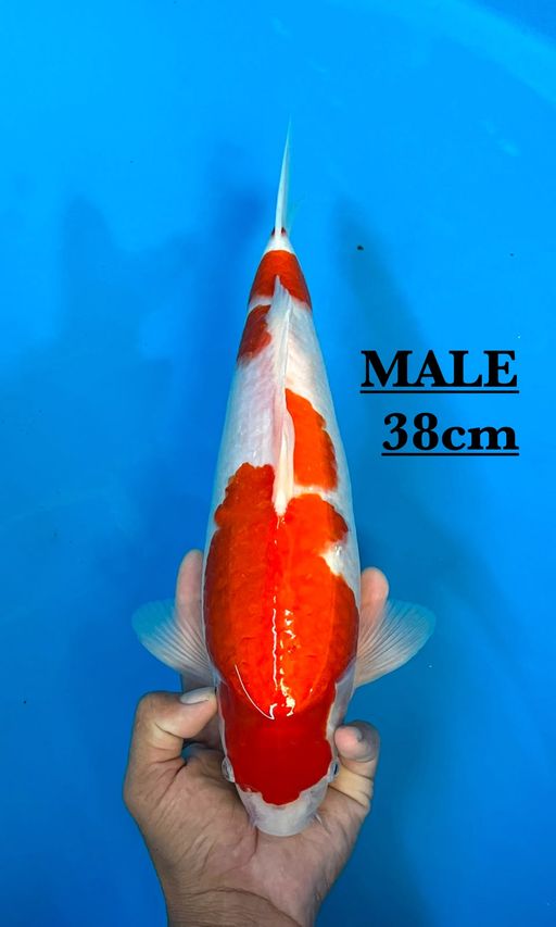 Lelang Koi Online, Jual Beli Ikan Koi, Pusat Jual Beli Koi, Info Lelang Koi Hari Ini, Platform Jual Beli Koi, Jual Beli Ikan Koi Online, Marketplace Ikan Koi, Jual Koi Terbaik, Tempat Beli Koi Berkualitas, Pasar Ikan Koi Online Terpercaya, Penjual Ikan Koi Terpercaya, Beli Koi Hias Online, Ikan Koi untuk Dijual, Koi Kualitas Terbaik, Toko Online Ikan Koi, Koi Hias Untuk Dijual, Jual Beli Ikan Koi Lokal, Koi Indonesia Online, Pusat Jual Beli Koi Terbesar