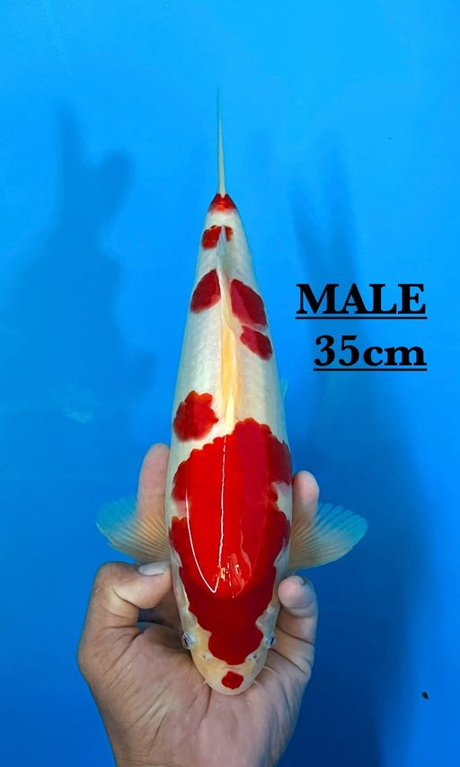 Lelang Koi Online, Jual Beli Ikan Koi, Pusat Jual Beli Koi, Info Lelang Koi Hari Ini, Platform Jual Beli Koi, Jual Beli Ikan Koi Online, Marketplace Ikan Koi, Jual Koi Terbaik, Tempat Beli Koi Berkualitas, Pasar Ikan Koi Online Terpercaya, Penjual Ikan Koi Terpercaya, Beli Koi Hias Online, Ikan Koi untuk Dijual, Koi Kualitas Terbaik, Toko Online Ikan Koi, Koi Hias Untuk Dijual, Jual Beli Ikan Koi Lokal, Koi Indonesia Online, Pusat Jual Beli Koi Terbesar
