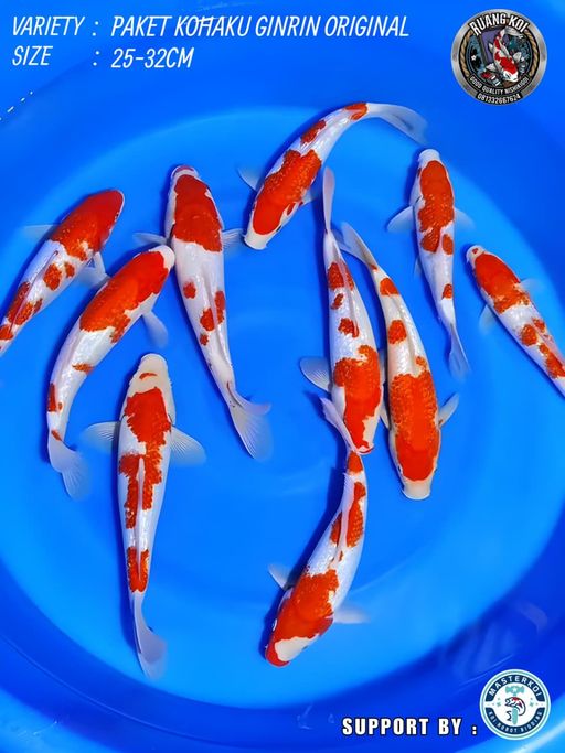 Lelang Koi Online, Jual Beli Ikan Koi, Pusat Jual Beli Koi, Info Lelang Koi Hari Ini, Platform Jual Beli Koi, Jual Beli Ikan Koi Online, Marketplace Ikan Koi, Jual Koi Terbaik, Tempat Beli Koi Berkualitas, Pasar Ikan Koi Online Terpercaya, Penjual Ikan Koi Terpercaya, Beli Koi Hias Online, Ikan Koi untuk Dijual, Koi Kualitas Terbaik, Toko Online Ikan Koi, Koi Hias Untuk Dijual, Jual Beli Ikan Koi Lokal, Koi Indonesia Online, Pusat Jual Beli Koi Terbesar