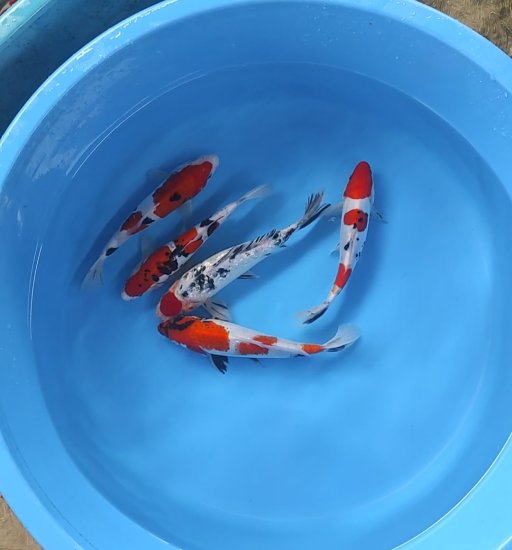Lelang Koi Online, Jual Beli Ikan Koi, Pusat Jual Beli Koi, Info Lelang Koi Hari Ini, Platform Jual Beli Koi, Jual Beli Ikan Koi Online, Marketplace Ikan Koi, Jual Koi Terbaik, Tempat Beli Koi Berkualitas, Pasar Ikan Koi Online Terpercaya, Penjual Ikan Koi Terpercaya, Beli Koi Hias Online, Ikan Koi untuk Dijual, Koi Kualitas Terbaik, Toko Online Ikan Koi, Koi Hias Untuk Dijual, Jual Beli Ikan Koi Lokal, Koi Indonesia Online, Pusat Jual Beli Koi Terbesar