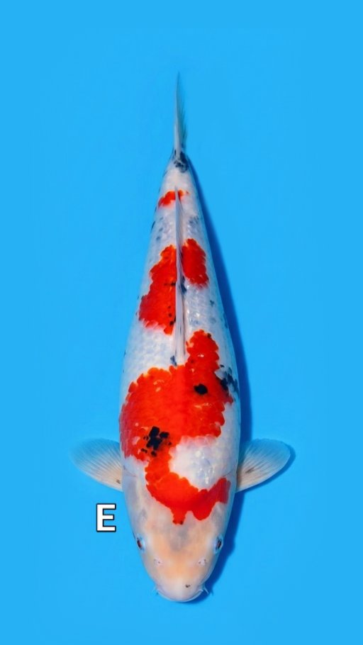 Lelang Koi Online, Jual Beli Ikan Koi, Pusat Jual Beli Koi, Info Lelang Koi Hari Ini, Platform Jual Beli Koi, Jual Beli Ikan Koi Online, Marketplace Ikan Koi, Jual Koi Terbaik, Tempat Beli Koi Berkualitas, Pasar Ikan Koi Online Terpercaya, Penjual Ikan Koi Terpercaya, Beli Koi Hias Online, Ikan Koi untuk Dijual, Koi Kualitas Terbaik, Toko Online Ikan Koi, Koi Hias Untuk Dijual, Jual Beli Ikan Koi Lokal, Koi Indonesia Online, Pusat Jual Beli Koi Terbesar
