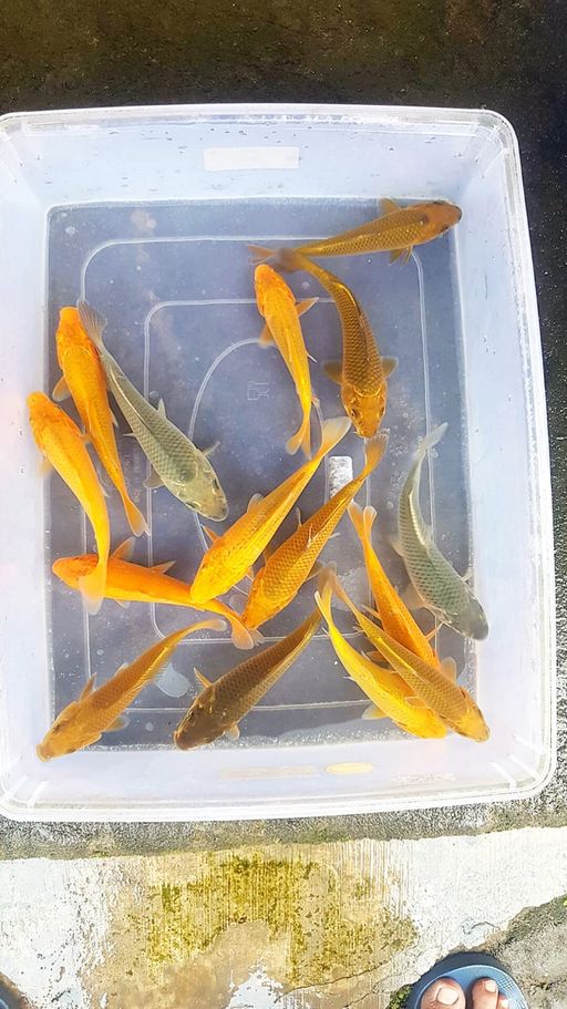 Lelang Koi Online, Jual Beli Ikan Koi, Pusat Jual Beli Koi, Info Lelang Koi Hari Ini, Platform Jual Beli Koi, Jual Beli Ikan Koi Online, Marketplace Ikan Koi, Jual Koi Terbaik, Tempat Beli Koi Berkualitas, Pasar Ikan Koi Online Terpercaya, Penjual Ikan Koi Terpercaya, Beli Koi Hias Online, Ikan Koi untuk Dijual, Koi Kualitas Terbaik, Toko Online Ikan Koi, Koi Hias Untuk Dijual, Jual Beli Ikan Koi Lokal, Koi Indonesia Online, Pusat Jual Beli Koi Terbesar