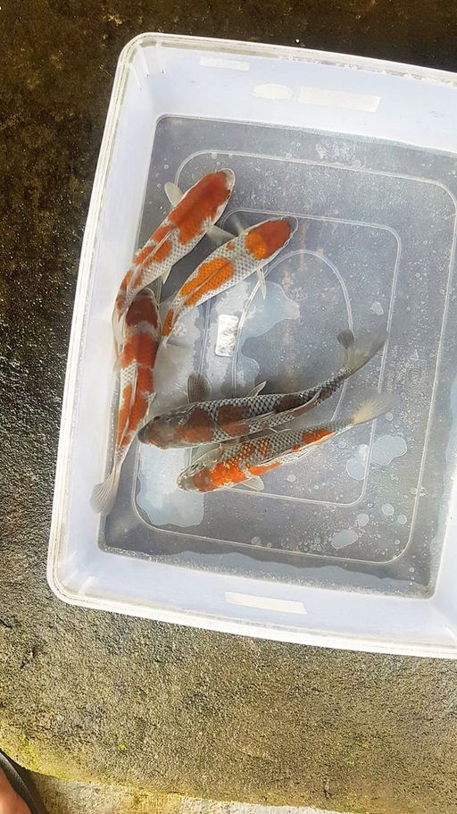 Lelang Koi Online, Jual Beli Ikan Koi, Pusat Jual Beli Koi, Info Lelang Koi Hari Ini, Platform Jual Beli Koi, Jual Beli Ikan Koi Online, Marketplace Ikan Koi, Jual Koi Terbaik, Tempat Beli Koi Berkualitas, Pasar Ikan Koi Online Terpercaya, Penjual Ikan Koi Terpercaya, Beli Koi Hias Online, Ikan Koi untuk Dijual, Koi Kualitas Terbaik, Toko Online Ikan Koi, Koi Hias Untuk Dijual, Jual Beli Ikan Koi Lokal, Koi Indonesia Online, Pusat Jual Beli Koi Terbesar