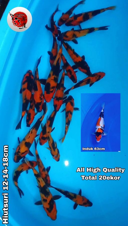 Lelang Koi Online, Jual Beli Ikan Koi, Pusat Jual Beli Koi, Info Lelang Koi Hari Ini, Platform Jual Beli Koi, Jual Beli Ikan Koi Online, Marketplace Ikan Koi, Jual Koi Terbaik, Tempat Beli Koi Berkualitas, Pasar Ikan Koi Online Terpercaya, Penjual Ikan Koi Terpercaya, Beli Koi Hias Online, Ikan Koi untuk Dijual, Koi Kualitas Terbaik, Toko Online Ikan Koi, Koi Hias Untuk Dijual, Jual Beli Ikan Koi Lokal, Koi Indonesia Online, Pusat Jual Beli Koi Terbesar