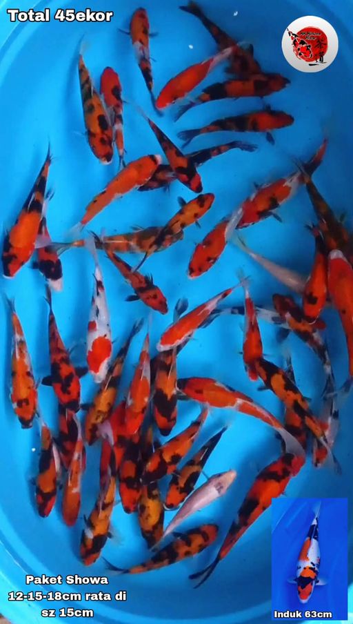 Lelang Koi Online, Jual Beli Ikan Koi, Pusat Jual Beli Koi, Info Lelang Koi Hari Ini, Platform Jual Beli Koi, Jual Beli Ikan Koi Online, Marketplace Ikan Koi, Jual Koi Terbaik, Tempat Beli Koi Berkualitas, Pasar Ikan Koi Online Terpercaya, Penjual Ikan Koi Terpercaya, Beli Koi Hias Online, Ikan Koi untuk Dijual, Koi Kualitas Terbaik, Toko Online Ikan Koi, Koi Hias Untuk Dijual, Jual Beli Ikan Koi Lokal, Koi Indonesia Online, Pusat Jual Beli Koi Terbesar