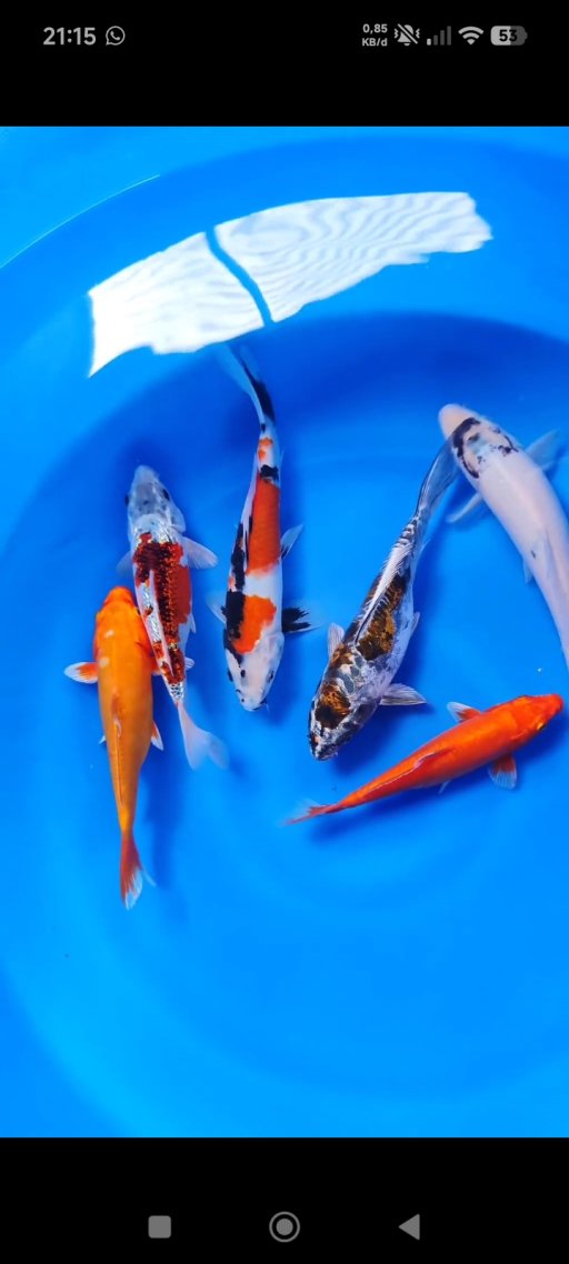 Lelang Koi Online, Jual Beli Ikan Koi, Pusat Jual Beli Koi, Info Lelang Koi Hari Ini, Platform Jual Beli Koi, Jual Beli Ikan Koi Online, Marketplace Ikan Koi, Jual Koi Terbaik, Tempat Beli Koi Berkualitas, Pasar Ikan Koi Online Terpercaya, Penjual Ikan Koi Terpercaya, Beli Koi Hias Online, Ikan Koi untuk Dijual, Koi Kualitas Terbaik, Toko Online Ikan Koi, Koi Hias Untuk Dijual, Jual Beli Ikan Koi Lokal, Koi Indonesia Online, Pusat Jual Beli Koi Terbesar
