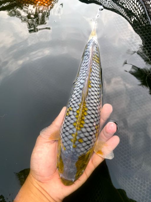 Lelang Koi Online, Jual Beli Ikan Koi, Pusat Jual Beli Koi, Info Lelang Koi Hari Ini, Platform Jual Beli Koi, Jual Beli Ikan Koi Online, Marketplace Ikan Koi, Jual Koi Terbaik, Tempat Beli Koi Berkualitas, Pasar Ikan Koi Online Terpercaya, Penjual Ikan Koi Terpercaya, Beli Koi Hias Online, Ikan Koi untuk Dijual, Koi Kualitas Terbaik, Toko Online Ikan Koi, Koi Hias Untuk Dijual, Jual Beli Ikan Koi Lokal, Koi Indonesia Online, Pusat Jual Beli Koi Terbesar