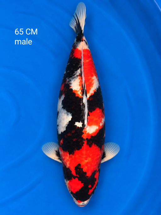 A. SHOWA CKK 65cm [M...