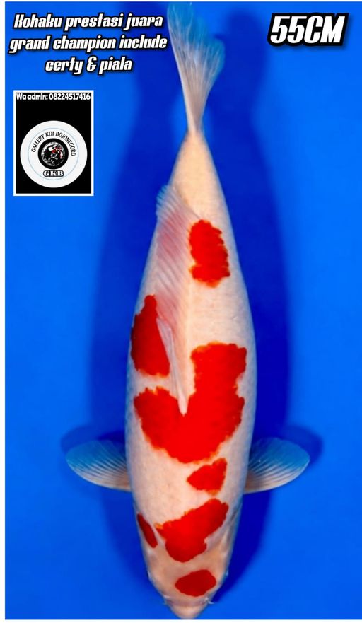 Lelang Koi Online, Jual Beli Ikan Koi, Pusat Jual Beli Koi, Info Lelang Koi Hari Ini, Platform Jual Beli Koi, Jual Beli Ikan Koi Online, Marketplace Ikan Koi, Jual Koi Terbaik, Tempat Beli Koi Berkualitas, Pasar Ikan Koi Online Terpercaya, Penjual Ikan Koi Terpercaya, Beli Koi Hias Online, Ikan Koi untuk Dijual, Koi Kualitas Terbaik, Toko Online Ikan Koi, Koi Hias Untuk Dijual, Jual Beli Ikan Koi Lokal, Koi Indonesia Online, Pusat Jual Beli Koi Terbesar