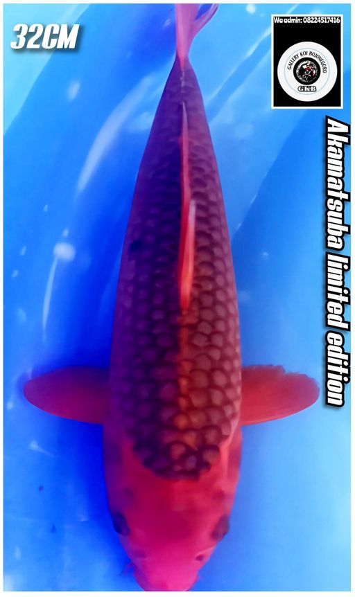 Lelang Koi Online, Jual Beli Ikan Koi, Pusat Jual Beli Koi, Info Lelang Koi Hari Ini, Platform Jual Beli Koi, Jual Beli Ikan Koi Online, Marketplace Ikan Koi, Jual Koi Terbaik, Tempat Beli Koi Berkualitas, Pasar Ikan Koi Online Terpercaya, Penjual Ikan Koi Terpercaya, Beli Koi Hias Online, Ikan Koi untuk Dijual, Koi Kualitas Terbaik, Toko Online Ikan Koi, Koi Hias Untuk Dijual, Jual Beli Ikan Koi Lokal, Koi Indonesia Online, Pusat Jual Beli Koi Terbesar