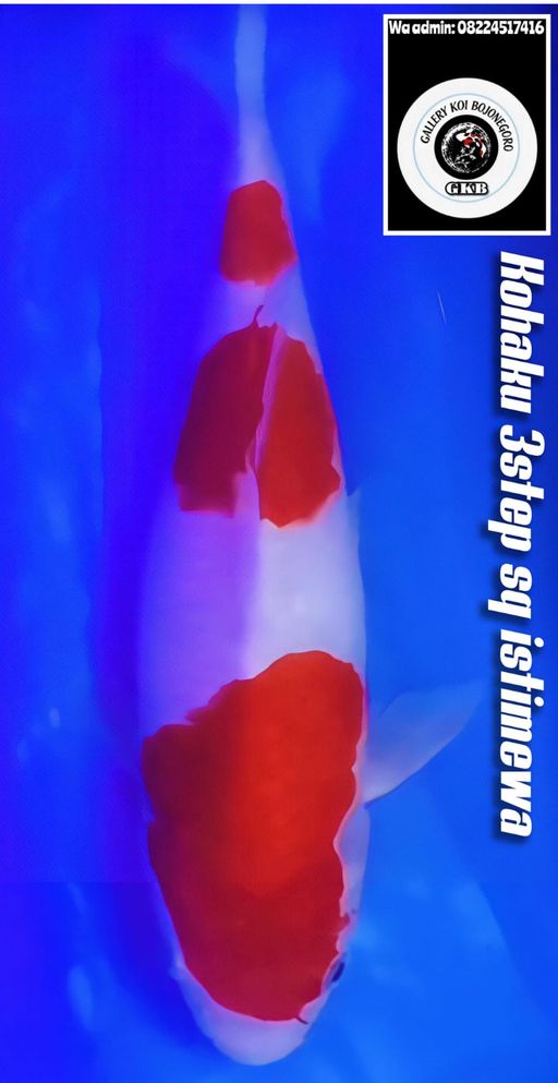 Lelang Koi Online, Jual Beli Ikan Koi, Pusat Jual Beli Koi, Info Lelang Koi Hari Ini, Platform Jual Beli Koi, Jual Beli Ikan Koi Online, Marketplace Ikan Koi, Jual Koi Terbaik, Tempat Beli Koi Berkualitas, Pasar Ikan Koi Online Terpercaya, Penjual Ikan Koi Terpercaya, Beli Koi Hias Online, Ikan Koi untuk Dijual, Koi Kualitas Terbaik, Toko Online Ikan Koi, Koi Hias Untuk Dijual, Jual Beli Ikan Koi Lokal, Koi Indonesia Online, Pusat Jual Beli Koi Terbesar
