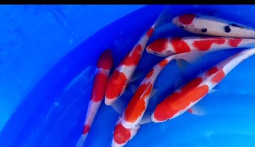Lelang Koi Online, Jual Beli Ikan Koi, Pusat Jual Beli Koi, Info Lelang Koi Hari Ini, Platform Jual Beli Koi, Jual Beli Ikan Koi Online, Marketplace Ikan Koi, Jual Koi Terbaik, Tempat Beli Koi Berkualitas, Pasar Ikan Koi Online Terpercaya, Penjual Ikan Koi Terpercaya, Beli Koi Hias Online, Ikan Koi untuk Dijual, Koi Kualitas Terbaik, Toko Online Ikan Koi, Koi Hias Untuk Dijual, Jual Beli Ikan Koi Lokal, Koi Indonesia Online, Pusat Jual Beli Koi Terbesar