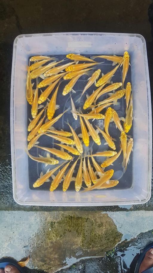 Lelang Koi Online, Jual Beli Ikan Koi, Pusat Jual Beli Koi, Info Lelang Koi Hari Ini, Platform Jual Beli Koi, Jual Beli Ikan Koi Online, Marketplace Ikan Koi, Jual Koi Terbaik, Tempat Beli Koi Berkualitas, Pasar Ikan Koi Online Terpercaya, Penjual Ikan Koi Terpercaya, Beli Koi Hias Online, Ikan Koi untuk Dijual, Koi Kualitas Terbaik, Toko Online Ikan Koi, Koi Hias Untuk Dijual, Jual Beli Ikan Koi Lokal, Koi Indonesia Online, Pusat Jual Beli Koi Terbesar