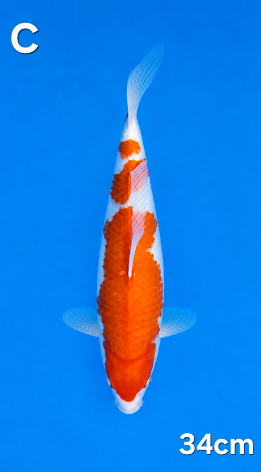 Lelang Koi Online, Jual Beli Ikan Koi, Pusat Jual Beli Koi, Info Lelang Koi Hari Ini, Platform Jual Beli Koi, Jual Beli Ikan Koi Online, Marketplace Ikan Koi, Jual Koi Terbaik, Tempat Beli Koi Berkualitas, Pasar Ikan Koi Online Terpercaya, Penjual Ikan Koi Terpercaya, Beli Koi Hias Online, Ikan Koi untuk Dijual, Koi Kualitas Terbaik, Toko Online Ikan Koi, Koi Hias Untuk Dijual, Jual Beli Ikan Koi Lokal, Koi Indonesia Online, Pusat Jual Beli Koi Terbesar