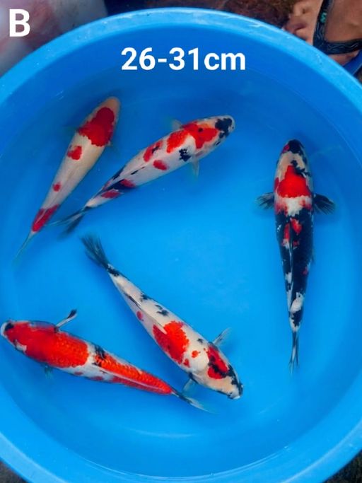 Lelang Koi Online, Jual Beli Ikan Koi, Pusat Jual Beli Koi, Info Lelang Koi Hari Ini, Platform Jual Beli Koi, Jual Beli Ikan Koi Online, Marketplace Ikan Koi, Jual Koi Terbaik, Tempat Beli Koi Berkualitas, Pasar Ikan Koi Online Terpercaya, Penjual Ikan Koi Terpercaya, Beli Koi Hias Online, Ikan Koi untuk Dijual, Koi Kualitas Terbaik, Toko Online Ikan Koi, Koi Hias Untuk Dijual, Jual Beli Ikan Koi Lokal, Koi Indonesia Online, Pusat Jual Beli Koi Terbesar