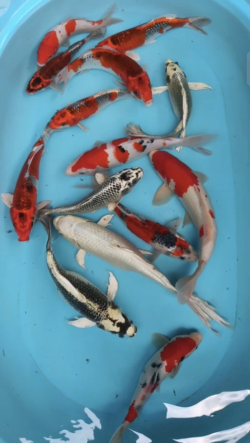 Lelang Koi Online, Jual Beli Ikan Koi, Pusat Jual Beli Koi, Info Lelang Koi Hari Ini, Platform Jual Beli Koi, Jual Beli Ikan Koi Online, Marketplace Ikan Koi, Jual Koi Terbaik, Tempat Beli Koi Berkualitas, Pasar Ikan Koi Online Terpercaya, Penjual Ikan Koi Terpercaya, Beli Koi Hias Online, Ikan Koi untuk Dijual, Koi Kualitas Terbaik, Toko Online Ikan Koi, Koi Hias Untuk Dijual, Jual Beli Ikan Koi Lokal, Koi Indonesia Online, Pusat Jual Beli Koi Terbesar