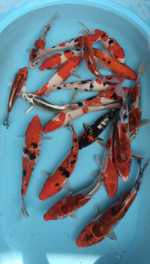 Lelang Koi Online, Jual Beli Ikan Koi, Pusat Jual Beli Koi, Info Lelang Koi Hari Ini, Platform Jual Beli Koi, Jual Beli Ikan Koi Online, Marketplace Ikan Koi, Jual Koi Terbaik, Tempat Beli Koi Berkualitas, Pasar Ikan Koi Online Terpercaya, Penjual Ikan Koi Terpercaya, Beli Koi Hias Online, Ikan Koi untuk Dijual, Koi Kualitas Terbaik, Toko Online Ikan Koi, Koi Hias Untuk Dijual, Jual Beli Ikan Koi Lokal, Koi Indonesia Online, Pusat Jual Beli Koi Terbesar