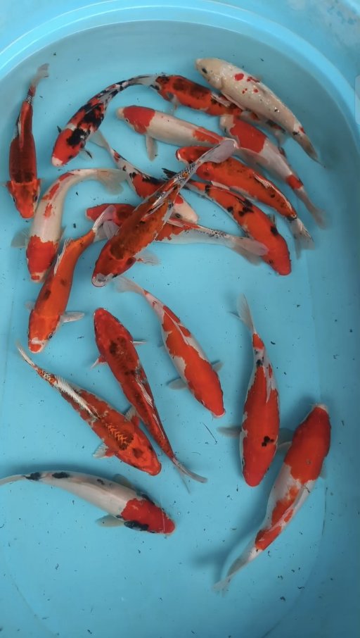 Lelang Koi Online, Jual Beli Ikan Koi, Pusat Jual Beli Koi, Info Lelang Koi Hari Ini, Platform Jual Beli Koi, Jual Beli Ikan Koi Online, Marketplace Ikan Koi, Jual Koi Terbaik, Tempat Beli Koi Berkualitas, Pasar Ikan Koi Online Terpercaya, Penjual Ikan Koi Terpercaya, Beli Koi Hias Online, Ikan Koi untuk Dijual, Koi Kualitas Terbaik, Toko Online Ikan Koi, Koi Hias Untuk Dijual, Jual Beli Ikan Koi Lokal, Koi Indonesia Online, Pusat Jual Beli Koi Terbesar