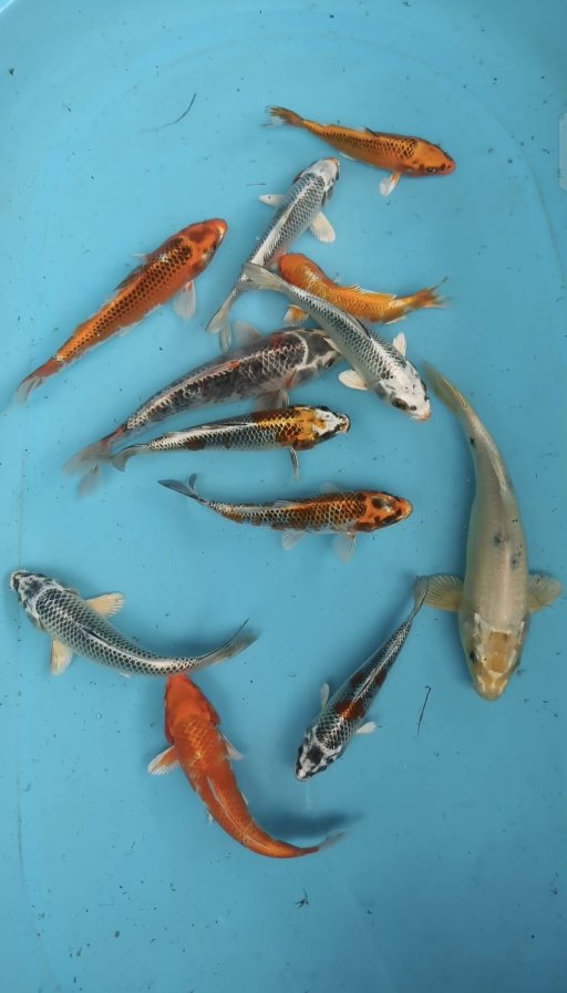 Lelang Koi Online, Jual Beli Ikan Koi, Pusat Jual Beli Koi, Info Lelang Koi Hari Ini, Platform Jual Beli Koi, Jual Beli Ikan Koi Online, Marketplace Ikan Koi, Jual Koi Terbaik, Tempat Beli Koi Berkualitas, Pasar Ikan Koi Online Terpercaya, Penjual Ikan Koi Terpercaya, Beli Koi Hias Online, Ikan Koi untuk Dijual, Koi Kualitas Terbaik, Toko Online Ikan Koi, Koi Hias Untuk Dijual, Jual Beli Ikan Koi Lokal, Koi Indonesia Online, Pusat Jual Beli Koi Terbesar