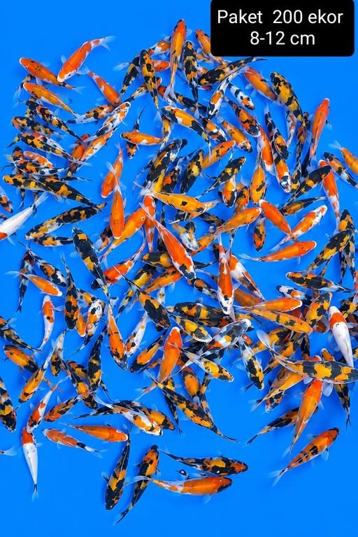 Lelang Koi Online, Jual Beli Ikan Koi, Pusat Jual Beli Koi, Info Lelang Koi Hari Ini, Platform Jual Beli Koi, Jual Beli Ikan Koi Online, Marketplace Ikan Koi, Jual Koi Terbaik, Tempat Beli Koi Berkualitas, Pasar Ikan Koi Online Terpercaya, Penjual Ikan Koi Terpercaya, Beli Koi Hias Online, Ikan Koi untuk Dijual, Koi Kualitas Terbaik, Toko Online Ikan Koi, Koi Hias Untuk Dijual, Jual Beli Ikan Koi Lokal, Koi Indonesia Online, Pusat Jual Beli Koi Terbesar