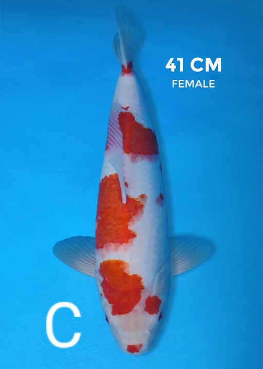 Lelang Koi Online, Jual Beli Ikan Koi, Pusat Jual Beli Koi, Info Lelang Koi Hari Ini, Platform Jual Beli Koi, Jual Beli Ikan Koi Online, Marketplace Ikan Koi, Jual Koi Terbaik, Tempat Beli Koi Berkualitas, Pasar Ikan Koi Online Terpercaya, Penjual Ikan Koi Terpercaya, Beli Koi Hias Online, Ikan Koi untuk Dijual, Koi Kualitas Terbaik, Toko Online Ikan Koi, Koi Hias Untuk Dijual, Jual Beli Ikan Koi Lokal, Koi Indonesia Online, Pusat Jual Beli Koi Terbesar