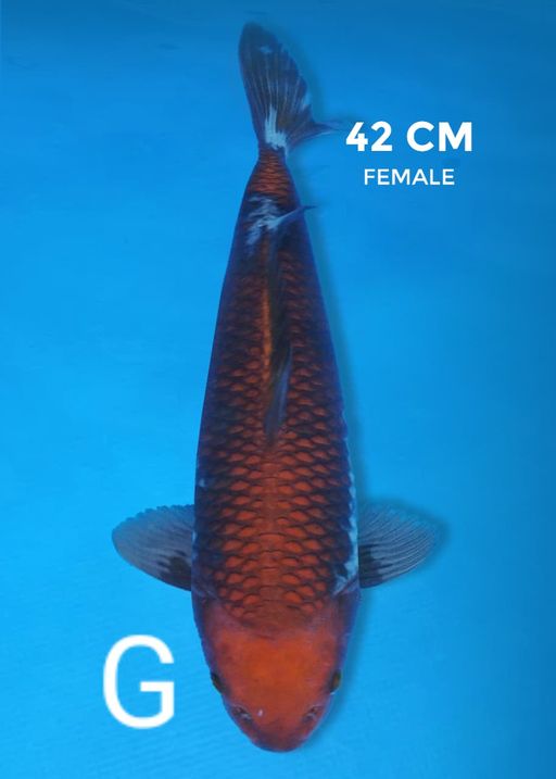 Lelang Koi Online, Jual Beli Ikan Koi, Pusat Jual Beli Koi, Info Lelang Koi Hari Ini, Platform Jual Beli Koi, Jual Beli Ikan Koi Online, Marketplace Ikan Koi, Jual Koi Terbaik, Tempat Beli Koi Berkualitas, Pasar Ikan Koi Online Terpercaya, Penjual Ikan Koi Terpercaya, Beli Koi Hias Online, Ikan Koi untuk Dijual, Koi Kualitas Terbaik, Toko Online Ikan Koi, Koi Hias Untuk Dijual, Jual Beli Ikan Koi Lokal, Koi Indonesia Online, Pusat Jual Beli Koi Terbesar