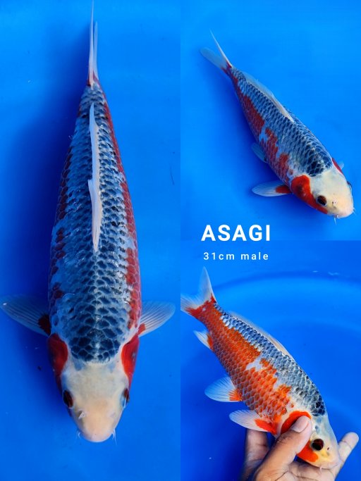 Lelang Koi Online, Jual Beli Ikan Koi, Pusat Jual Beli Koi, Info Lelang Koi Hari Ini, Platform Jual Beli Koi, Jual Beli Ikan Koi Online, Marketplace Ikan Koi, Jual Koi Terbaik, Tempat Beli Koi Berkualitas, Pasar Ikan Koi Online Terpercaya, Penjual Ikan Koi Terpercaya, Beli Koi Hias Online, Ikan Koi untuk Dijual, Koi Kualitas Terbaik, Toko Online Ikan Koi, Koi Hias Untuk Dijual, Jual Beli Ikan Koi Lokal, Koi Indonesia Online, Pusat Jual Beli Koi Terbesar