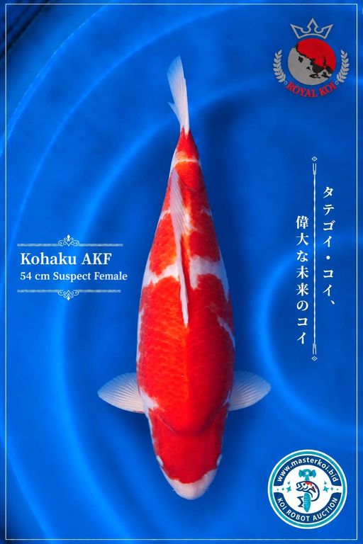 Lelang Koi Online, Jual Beli Ikan Koi, Pusat Jual Beli Koi, Info Lelang Koi Hari Ini, Platform Jual Beli Koi, Jual Beli Ikan Koi Online, Marketplace Ikan Koi, Jual Koi Terbaik, Tempat Beli Koi Berkualitas, Pasar Ikan Koi Online Terpercaya, Penjual Ikan Koi Terpercaya, Beli Koi Hias Online, Ikan Koi untuk Dijual, Koi Kualitas Terbaik, Toko Online Ikan Koi, Koi Hias Untuk Dijual, Jual Beli Ikan Koi Lokal, Koi Indonesia Online, Pusat Jual Beli Koi Terbesar