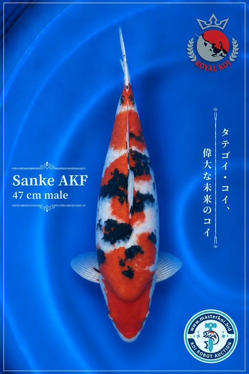 Lelang Koi Online, Jual Beli Ikan Koi, Pusat Jual Beli Koi, Info Lelang Koi Hari Ini, Platform Jual Beli Koi, Jual Beli Ikan Koi Online, Marketplace Ikan Koi, Jual Koi Terbaik, Tempat Beli Koi Berkualitas, Pasar Ikan Koi Online Terpercaya, Penjual Ikan Koi Terpercaya, Beli Koi Hias Online, Ikan Koi untuk Dijual, Koi Kualitas Terbaik, Toko Online Ikan Koi, Koi Hias Untuk Dijual, Jual Beli Ikan Koi Lokal, Koi Indonesia Online, Pusat Jual Beli Koi Terbesar