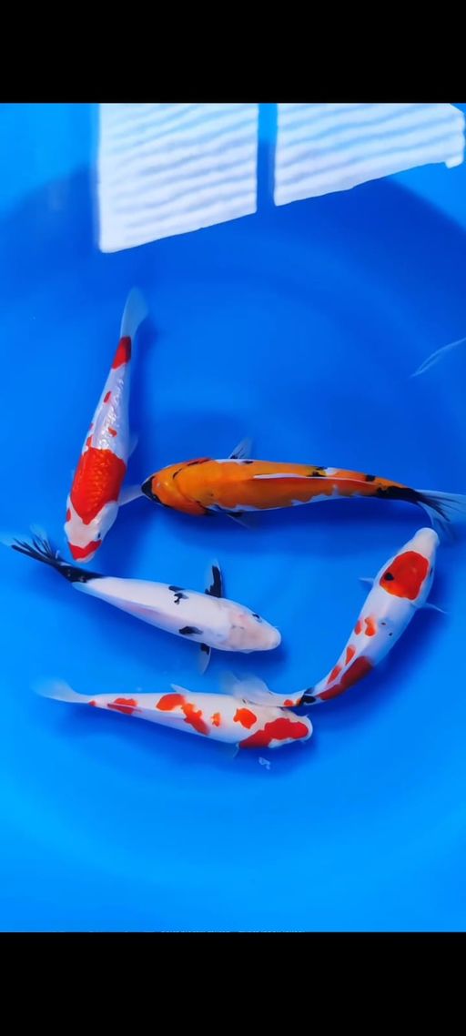 Lelang Koi Online, Jual Beli Ikan Koi, Pusat Jual Beli Koi, Info Lelang Koi Hari Ini, Platform Jual Beli Koi, Jual Beli Ikan Koi Online, Marketplace Ikan Koi, Jual Koi Terbaik, Tempat Beli Koi Berkualitas, Pasar Ikan Koi Online Terpercaya, Penjual Ikan Koi Terpercaya, Beli Koi Hias Online, Ikan Koi untuk Dijual, Koi Kualitas Terbaik, Toko Online Ikan Koi, Koi Hias Untuk Dijual, Jual Beli Ikan Koi Lokal, Koi Indonesia Online, Pusat Jual Beli Koi Terbesar