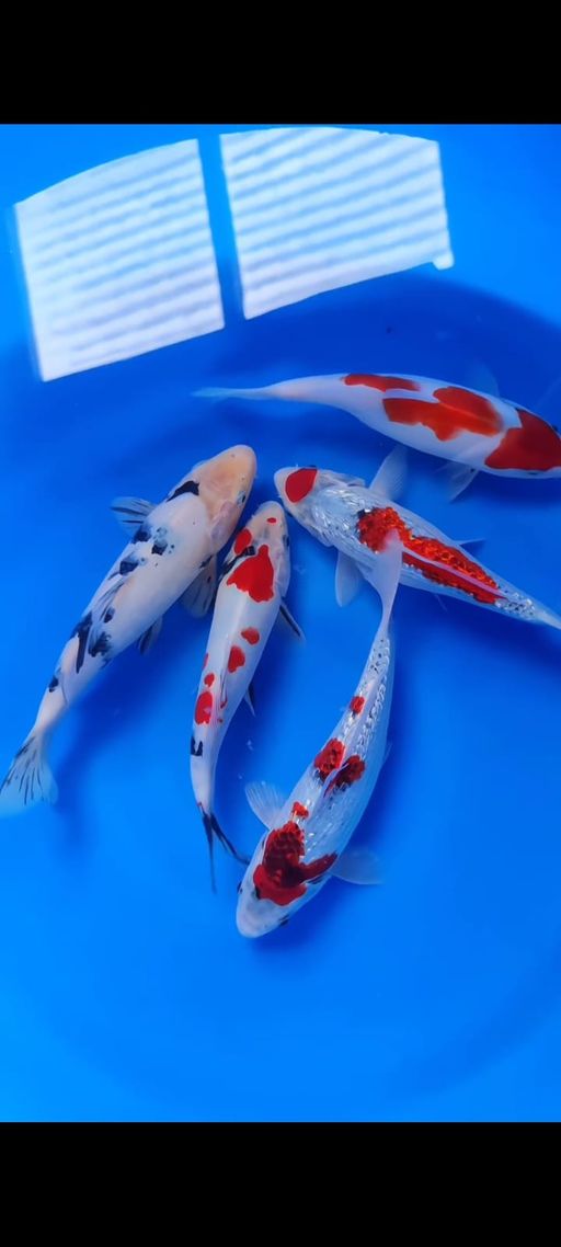 Lelang Koi Online, Jual Beli Ikan Koi, Pusat Jual Beli Koi, Info Lelang Koi Hari Ini, Platform Jual Beli Koi, Jual Beli Ikan Koi Online, Marketplace Ikan Koi, Jual Koi Terbaik, Tempat Beli Koi Berkualitas, Pasar Ikan Koi Online Terpercaya, Penjual Ikan Koi Terpercaya, Beli Koi Hias Online, Ikan Koi untuk Dijual, Koi Kualitas Terbaik, Toko Online Ikan Koi, Koi Hias Untuk Dijual, Jual Beli Ikan Koi Lokal, Koi Indonesia Online, Pusat Jual Beli Koi Terbesar