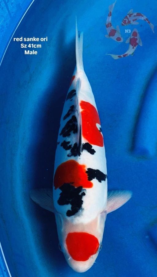 Lelang Koi Online, Jual Beli Ikan Koi, Pusat Jual Beli Koi, Info Lelang Koi Hari Ini, Platform Jual Beli Koi, Jual Beli Ikan Koi Online, Marketplace Ikan Koi, Jual Koi Terbaik, Tempat Beli Koi Berkualitas, Pasar Ikan Koi Online Terpercaya, Penjual Ikan Koi Terpercaya, Beli Koi Hias Online, Ikan Koi untuk Dijual, Koi Kualitas Terbaik, Toko Online Ikan Koi, Koi Hias Untuk Dijual, Jual Beli Ikan Koi Lokal, Koi Indonesia Online, Pusat Jual Beli Koi Terbesar