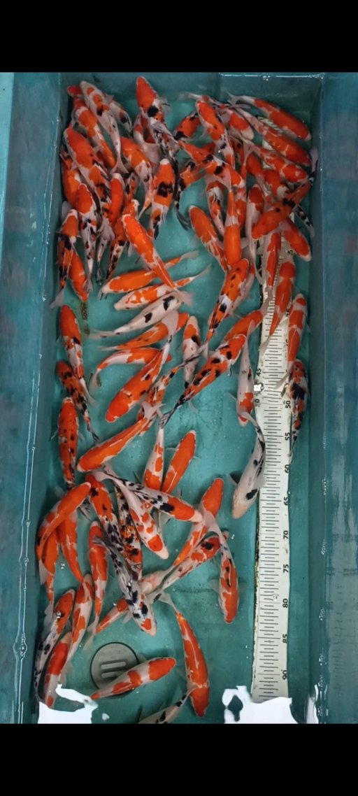 Lelang Koi Online, Jual Beli Ikan Koi, Pusat Jual Beli Koi, Info Lelang Koi Hari Ini, Platform Jual Beli Koi, Jual Beli Ikan Koi Online, Marketplace Ikan Koi, Jual Koi Terbaik, Tempat Beli Koi Berkualitas, Pasar Ikan Koi Online Terpercaya, Penjual Ikan Koi Terpercaya, Beli Koi Hias Online, Ikan Koi untuk Dijual, Koi Kualitas Terbaik, Toko Online Ikan Koi, Koi Hias Untuk Dijual, Jual Beli Ikan Koi Lokal, Koi Indonesia Online, Pusat Jual Beli Koi Terbesar