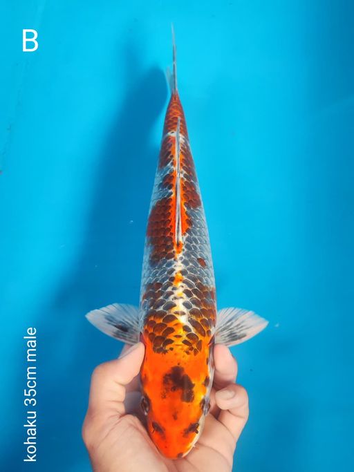 Lelang Koi Online, Jual Beli Ikan Koi, Pusat Jual Beli Koi, Info Lelang Koi Hari Ini, Platform Jual Beli Koi, Jual Beli Ikan Koi Online, Marketplace Ikan Koi, Jual Koi Terbaik, Tempat Beli Koi Berkualitas, Pasar Ikan Koi Online Terpercaya, Penjual Ikan Koi Terpercaya, Beli Koi Hias Online, Ikan Koi untuk Dijual, Koi Kualitas Terbaik, Toko Online Ikan Koi, Koi Hias Untuk Dijual, Jual Beli Ikan Koi Lokal, Koi Indonesia Online, Pusat Jual Beli Koi Terbesar