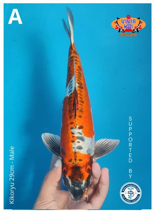 Lelang Koi Online, Jual Beli Ikan Koi, Pusat Jual Beli Koi, Info Lelang Koi Hari Ini, Platform Jual Beli Koi, Jual Beli Ikan Koi Online, Marketplace Ikan Koi, Jual Koi Terbaik, Tempat Beli Koi Berkualitas, Pasar Ikan Koi Online Terpercaya, Penjual Ikan Koi Terpercaya, Beli Koi Hias Online, Ikan Koi untuk Dijual, Koi Kualitas Terbaik, Toko Online Ikan Koi, Koi Hias Untuk Dijual, Jual Beli Ikan Koi Lokal, Koi Indonesia Online, Pusat Jual Beli Koi Terbesar