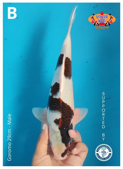 Lelang Koi Online, Jual Beli Ikan Koi, Pusat Jual Beli Koi, Info Lelang Koi Hari Ini, Platform Jual Beli Koi, Jual Beli Ikan Koi Online, Marketplace Ikan Koi, Jual Koi Terbaik, Tempat Beli Koi Berkualitas, Pasar Ikan Koi Online Terpercaya, Penjual Ikan Koi Terpercaya, Beli Koi Hias Online, Ikan Koi untuk Dijual, Koi Kualitas Terbaik, Toko Online Ikan Koi, Koi Hias Untuk Dijual, Jual Beli Ikan Koi Lokal, Koi Indonesia Online, Pusat Jual Beli Koi Terbesar