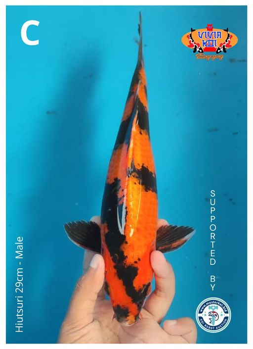 Lelang Koi Online, Jual Beli Ikan Koi, Pusat Jual Beli Koi, Info Lelang Koi Hari Ini, Platform Jual Beli Koi, Jual Beli Ikan Koi Online, Marketplace Ikan Koi, Jual Koi Terbaik, Tempat Beli Koi Berkualitas, Pasar Ikan Koi Online Terpercaya, Penjual Ikan Koi Terpercaya, Beli Koi Hias Online, Ikan Koi untuk Dijual, Koi Kualitas Terbaik, Toko Online Ikan Koi, Koi Hias Untuk Dijual, Jual Beli Ikan Koi Lokal, Koi Indonesia Online, Pusat Jual Beli Koi Terbesar
