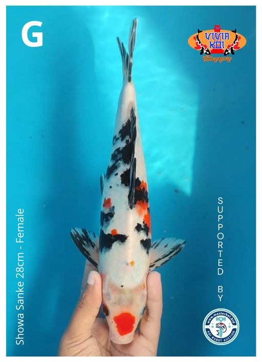 Lelang Koi Online, Jual Beli Ikan Koi, Pusat Jual Beli Koi, Info Lelang Koi Hari Ini, Platform Jual Beli Koi, Jual Beli Ikan Koi Online, Marketplace Ikan Koi, Jual Koi Terbaik, Tempat Beli Koi Berkualitas, Pasar Ikan Koi Online Terpercaya, Penjual Ikan Koi Terpercaya, Beli Koi Hias Online, Ikan Koi untuk Dijual, Koi Kualitas Terbaik, Toko Online Ikan Koi, Koi Hias Untuk Dijual, Jual Beli Ikan Koi Lokal, Koi Indonesia Online, Pusat Jual Beli Koi Terbesar