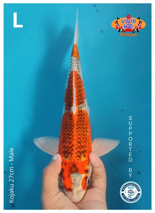 Lelang Koi Online, Jual Beli Ikan Koi, Pusat Jual Beli Koi, Info Lelang Koi Hari Ini, Platform Jual Beli Koi, Jual Beli Ikan Koi Online, Marketplace Ikan Koi, Jual Koi Terbaik, Tempat Beli Koi Berkualitas, Pasar Ikan Koi Online Terpercaya, Penjual Ikan Koi Terpercaya, Beli Koi Hias Online, Ikan Koi untuk Dijual, Koi Kualitas Terbaik, Toko Online Ikan Koi, Koi Hias Untuk Dijual, Jual Beli Ikan Koi Lokal, Koi Indonesia Online, Pusat Jual Beli Koi Terbesar